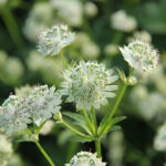Astrantia major 'Snow Star' 2L Vit stjärnflocka