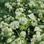 Astrantia major 'Snow Star' 2L Vit stjärnflocka