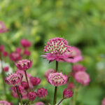 Astrantia major 'Star of Beauty' Stjärnflocka