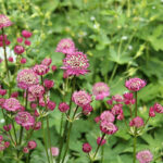 Astrantia major 'Star of Beauty' Stjärnflocka