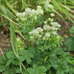 Astrantia major 'Star of Billion' Stjärnflocka
