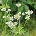 Astrantia major 'Star of Billion' Stjärnflocka