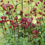 Astrantia major 'Star of Love' Stjärnflocka