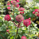 Astrantia major 'Star of Love' Stjärnflocka