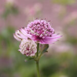 Astrantia major Stjärnflocka