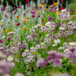 Astrantia major Stjärnflocka