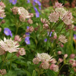 Astrantia major Stjärnflocka