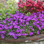 Aubrieta cultorum 'Blaumeise' Aubrietia