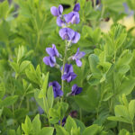 Baptisia australis 2L Färgväppling