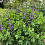 Baptisia australis 2L Färgväppling