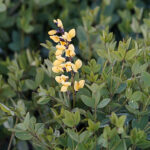 Baptisia sulphurea 'Lemon Meringue' Svavelfärgväppling