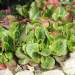 Bergenia 'Baby Doll' Hjärtbergenia