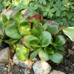 Bergenia 'Baby Doll' Hjärtbergenia