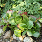 Bergenia 'Baby Doll' Hjärtbergenia