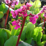 Bergenia 'Rotblum' Hjärtbergenia