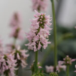 Betonica officinalis 'Summer Sweets' Humlesuga