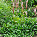 Bistorta affinis 'Darjeeling Red' Bergormrot