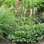 Bistorta affinis 'Darjeeling Red' Bergormrot