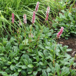 Bistorta affinis 'Darjeeling Red' Bergormrot