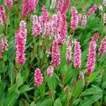 Bistorta affinis 'Superba' Bergormrot