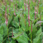Bistorta amplexicaulis 'Rosea' 2L Blodormrot