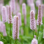 Bistorta officinalis 'Superba' Stor ormrot