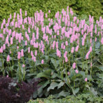 Bistorta officinalis 'Superba' Stor ormrot