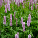 Bistorta officinalis 'Superba' Stor ormrot
