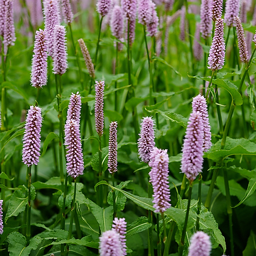 Bistorta officinalis 'Superba' Stor ormrot