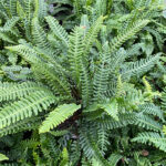Blechnum spicant Kambräken