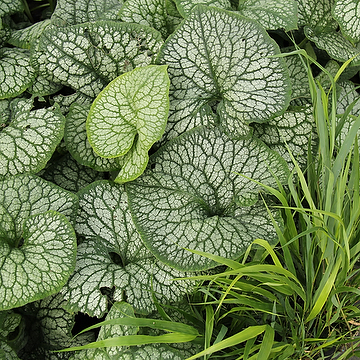 Brunnera macrophylla 'Jack of Diamonds' 2L Kaukasisk förgätmigej