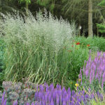Calamagrostis acutiflora 'Karl Foerster' 2L Tuvrör