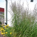 Calamagrostis acutiflora 'Karl Foerster' 2L Tuvrör