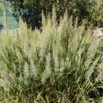 Calamagrostis brachytricha Diamantrör