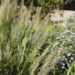 Calamagrostis brachytricha Diamantrör