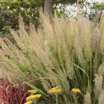 Calamagrostis brachytricha Diamantrör