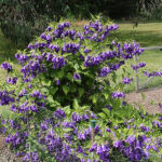 Campanula 'Kent Belle' Prickklocka