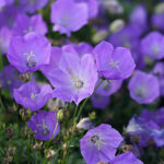 Campanula carpatica 'Blaue Clips' Karpaterklocka