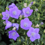 Campanula carpatica 'Blaue Clips' Karpaterklocka