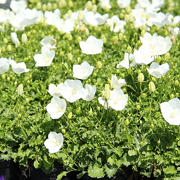 Campanula carpatica 'Weisse Clips' Karpaterklocka