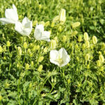 Campanula carpatica 'Weisse Clips' Karpaterklocka