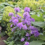 Campanula glomerata 'Acaulis' Toppklocka