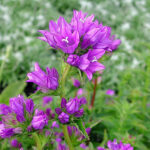 Campanula glomerata 'Acaulis' Toppklocka