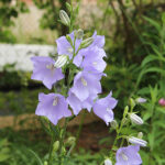 Campanula persicifolia Stor blåklocka