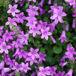 Campanula portenschlagiana Murklocka