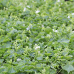 Campanula poscharskyana 'E.H Frost' Stjärnklocka