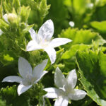 Campanula poscharskyana 'E.H Frost' Stjärnklocka