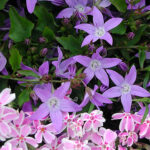 Campanula poscharskyana 'Stella' Stjärnklocka