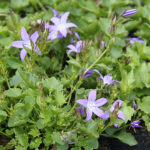 Campanula poscharskyana 'Stella' Stjärnklocka