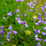 Campanula rotundifolia Liten blåklocka